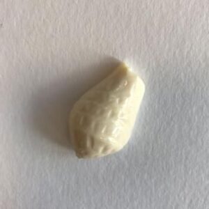 コーンシェル