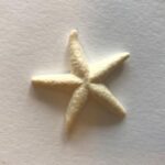 ヒトデ